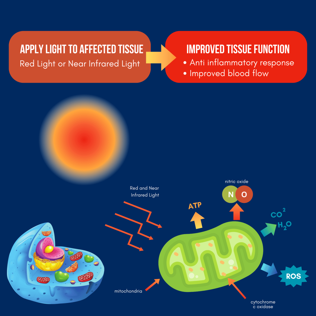 Infographic showing how light improves tissue function