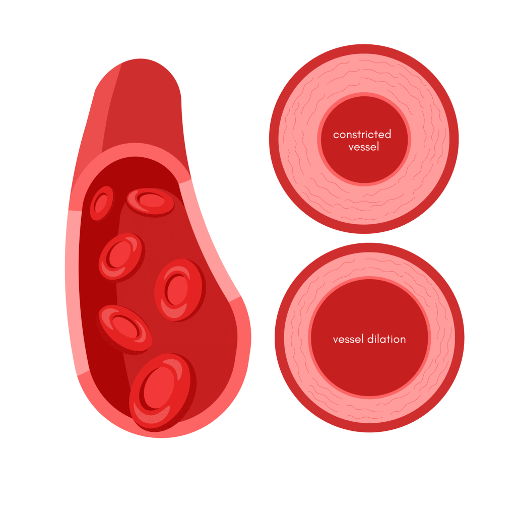 Infographic showing the difference between constricted vessel, and vessel dilation